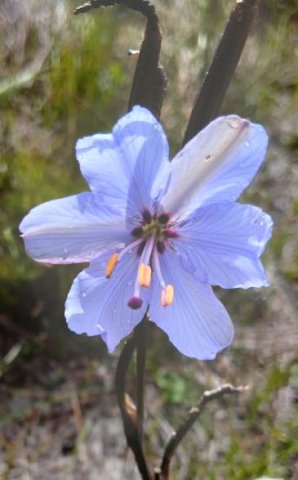Aristea spiralis flower